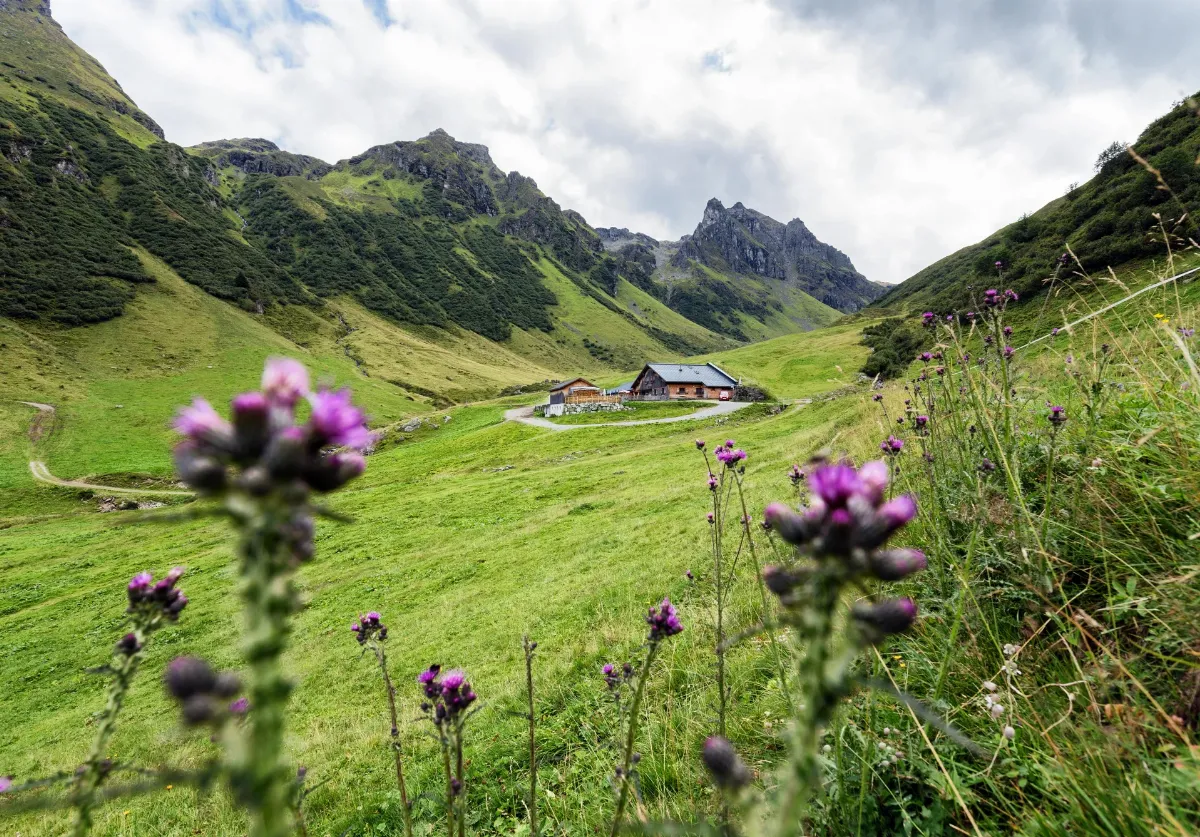 alpwanderung_nova_alp_nova_mit_blick_in_richtung_madrisella_und_hinteres_ende_des_novatals_2024_02_16_2ef89696_f389_4bc0_b9b9_048ca99086af_media_9a2dd926_query_2x.4a2be92b.webp
